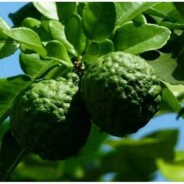 

3 DAUN JERUK PURUT/3 DAUN JERUK PURUT/JERUK PURUT ORGANIK/JERUK PURUT FRESH 13LOVE-SHOP