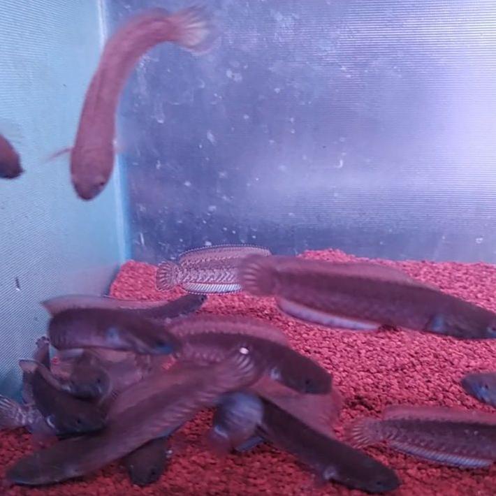 ➴ channa andrao high fin sudah pelet blue ikan sortiran ☻