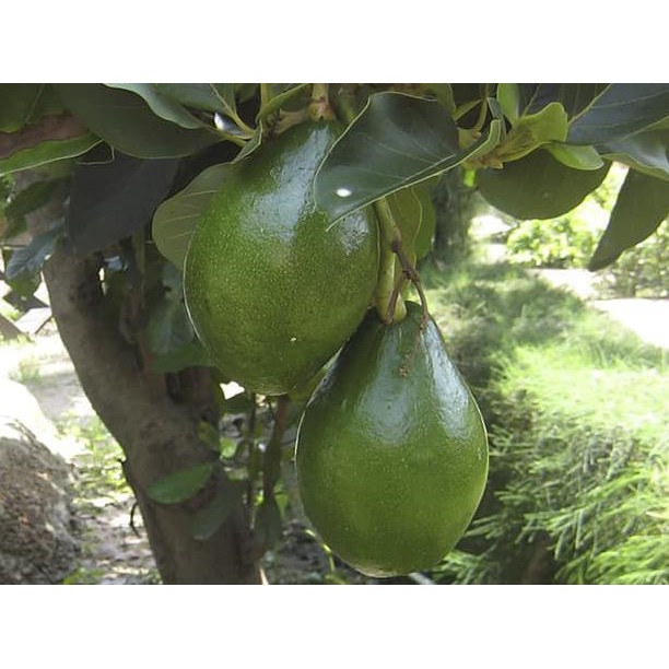 PRODUCT BIBIT ALPUKAT MENTEGA POHON ALPUKAT MIKI MIKY TANAMAN BUAH UNIK LANGKA KW+