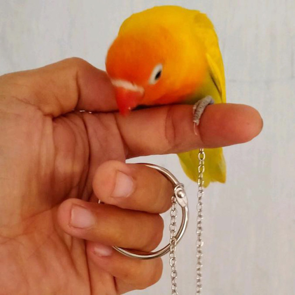 RANTAI RING BORGOL KAKI BURUNG LOVEBIRD 4 MM GELANG IKAT RING LATIH UMBAR LOVE BIRD MURAI KACER RNFLY