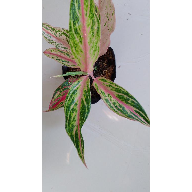 ♪ Aglaonema butterfly mutasi ★