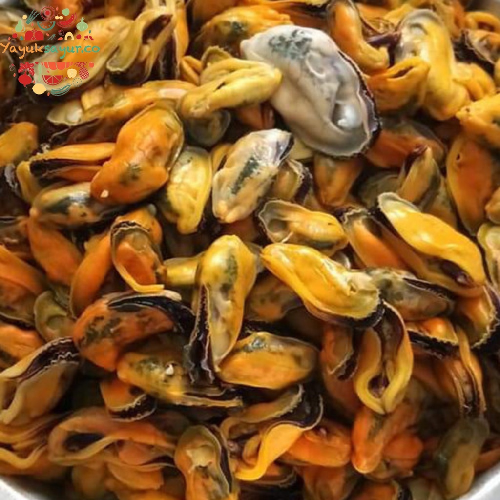

KERANG KUPAS