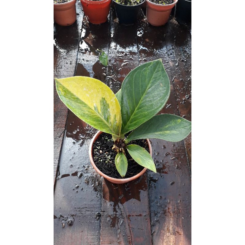 Jemani Mangkok Tornado