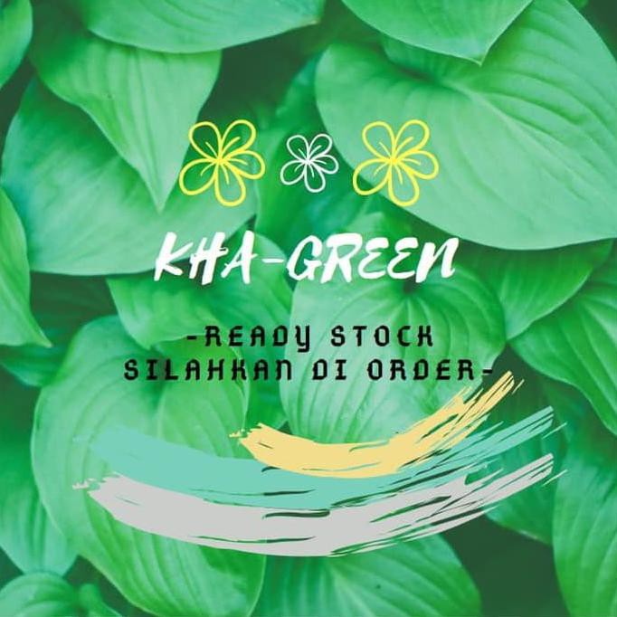 Bibit Tanaman Herbal Brambang Dayak