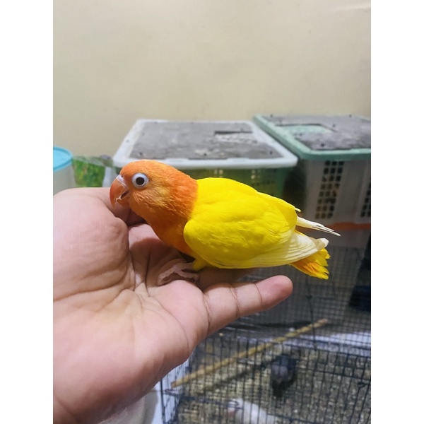 lovebird lolohan biola lutino rm