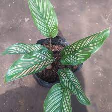 Calathea sisir MURAH - TANAMAN HIAS CALATHEA MAJESTICA WHITE STAR - BAKUL KEMBANG