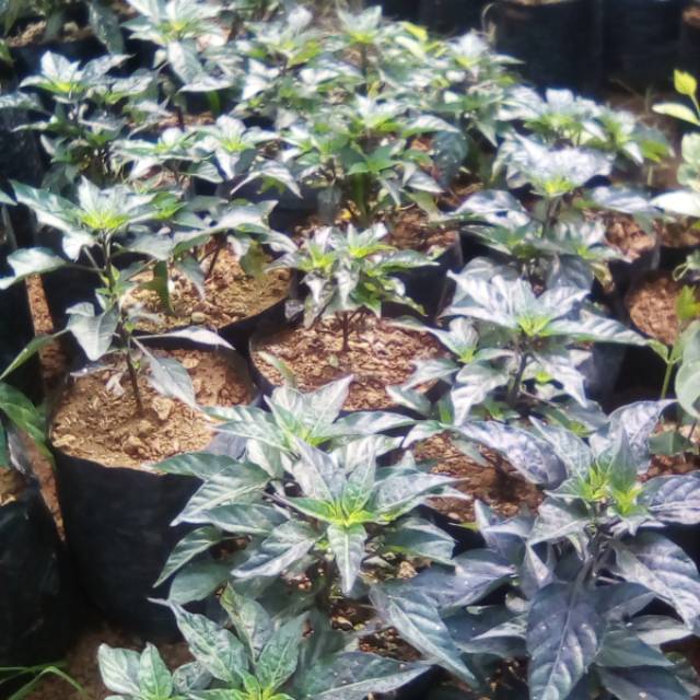 BIBIT CABE UNGU // CABE HIAS // CABE UNGU