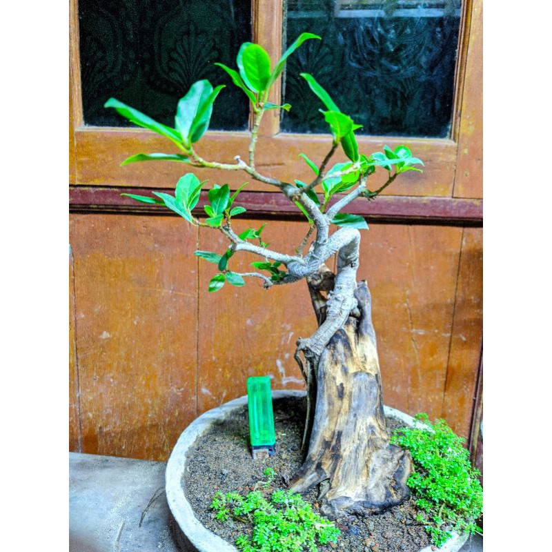 bonsai mame loa di kayu tua cakep hampir jadi limited edition