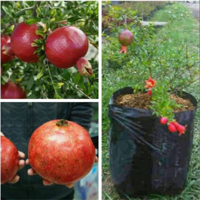 

Bibit delima merah Super murah