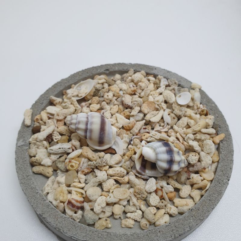 

Cangkang kerang/cangkang siput/kerang beras/nutmeg shells
