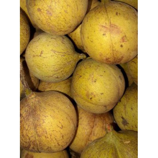 

PROMO HARI INI^ BUAH PALA SEGAR / 1 KG 5M7