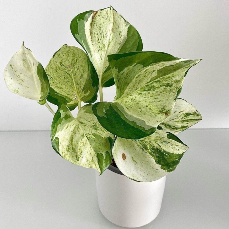 Sirih Manjula / Sirih Gading / Tanaman Hias Merambat