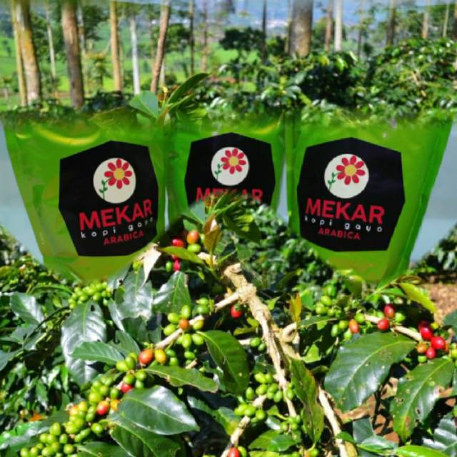 

MEKAR Kopi Gayo Arabica Aceh 250gr