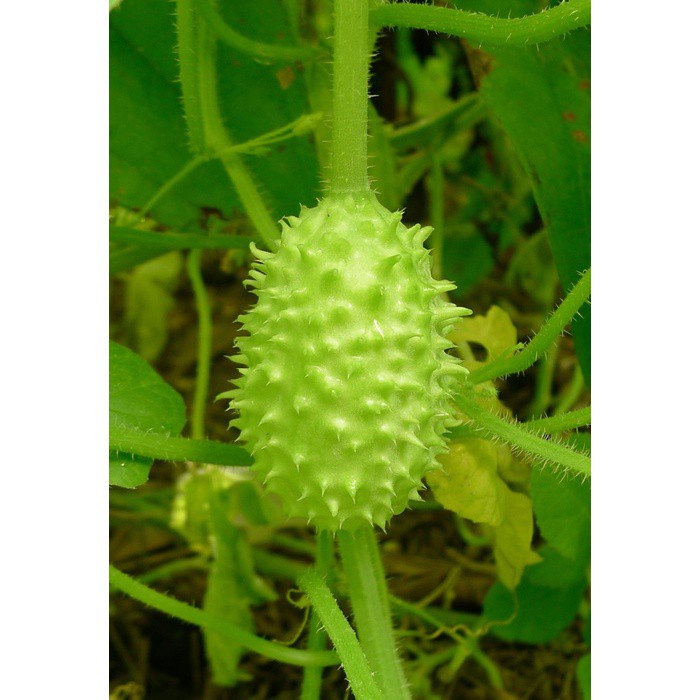 Benih-Bibit Cucamelon West Indian Gherkin (Haira Seed)