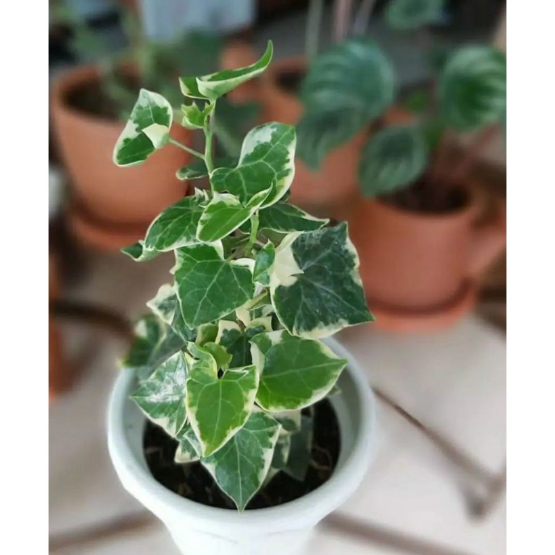 [VARIEGATA] TANAMAN HIAS IVY ENGLISH | PROMO | SUPER PRODUK BERKUALITAS | TANAMAN HIAS HIDUP 250G