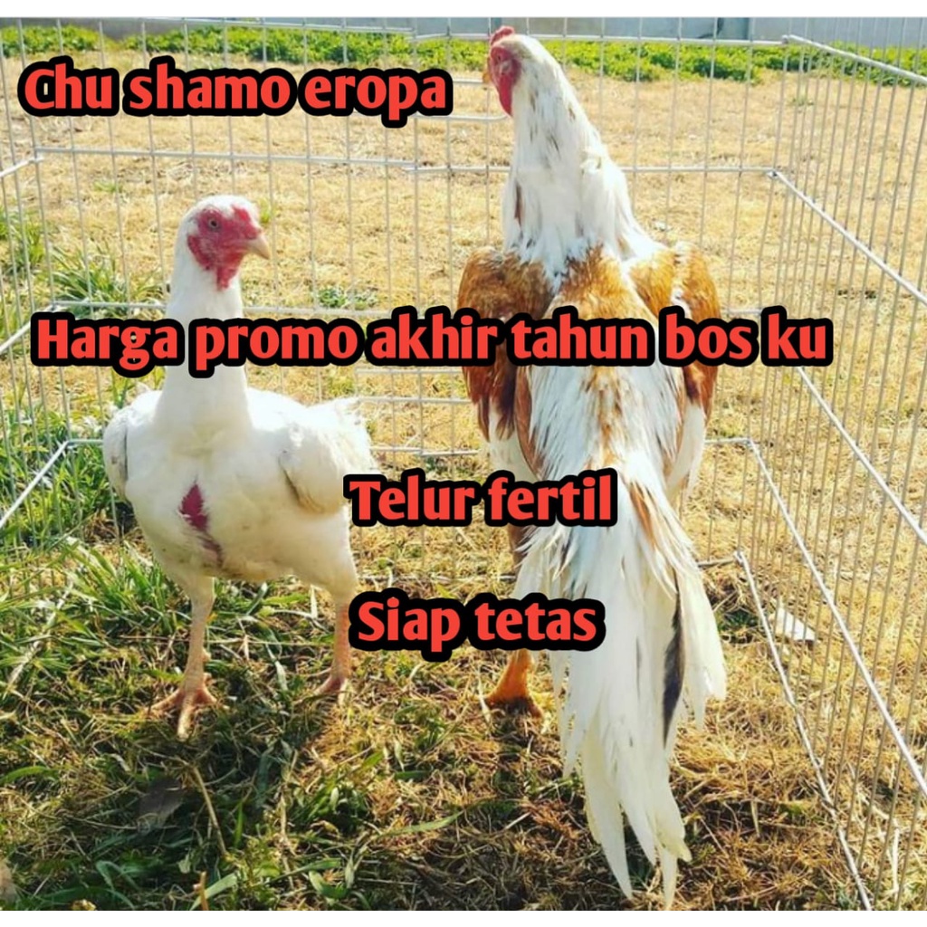 telur ayam bangkok chu shamo original