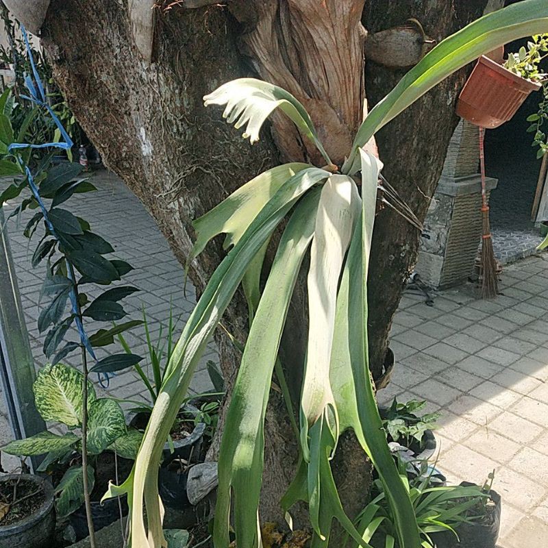 Simbar menjangan / tanduk rusa