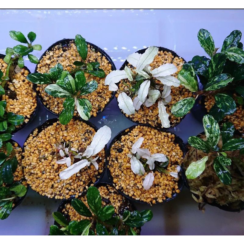bucephalandra varigata dan snowwhite 4 pcs dan bonus