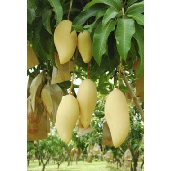 bibit mangga golden