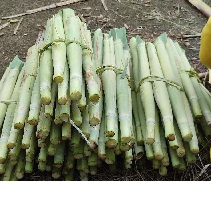 

PROMOSI !!! 9.9 Terubuk / Tebu telur Murah Berat1Kg [KODE 703]