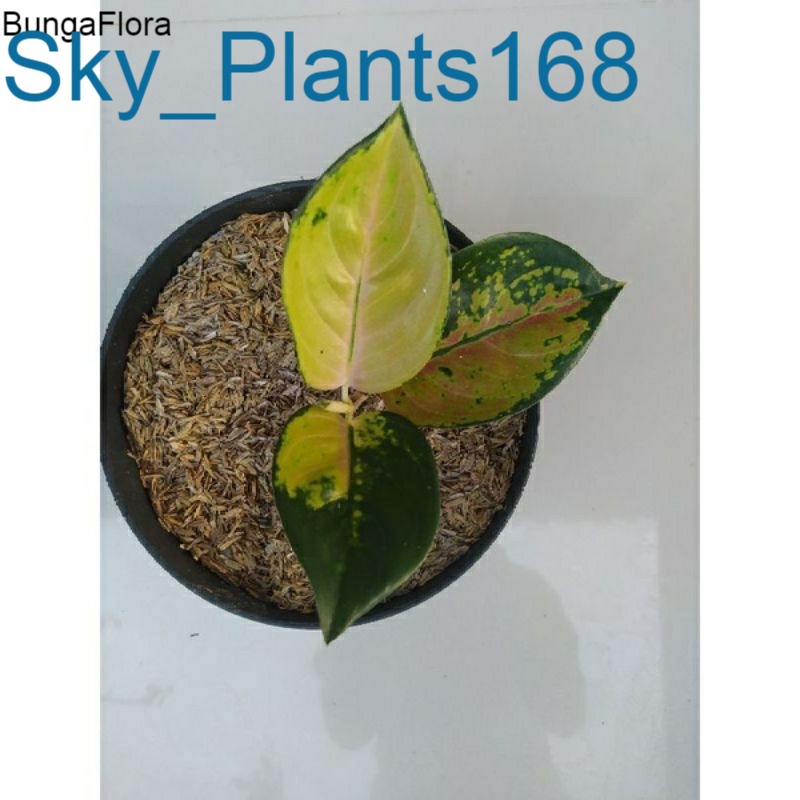 Anakan Aglonema Sultan Brunei