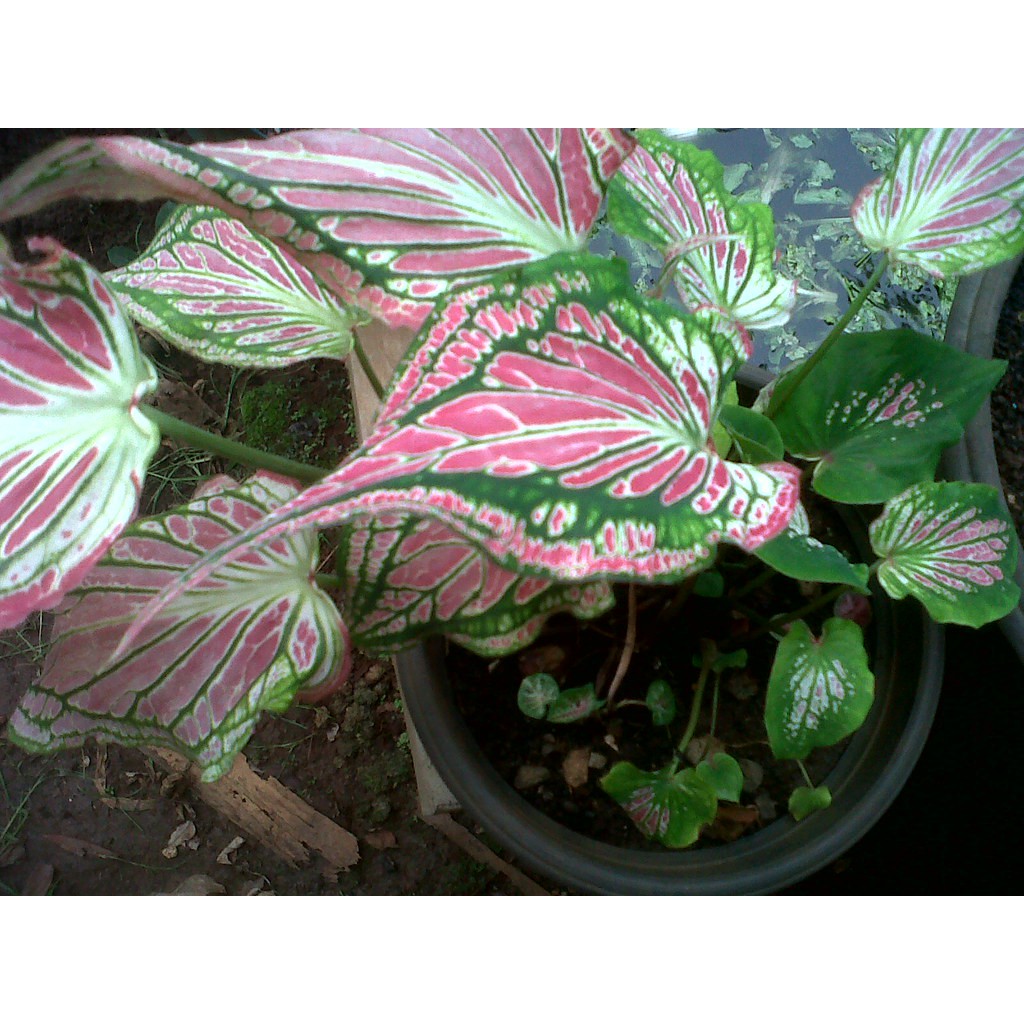 Tanaman Keladi Wayang - Caladium Murah -Indoor