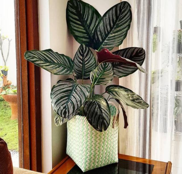 Cover pot 27cm, ketersediaan hanya warna hijau