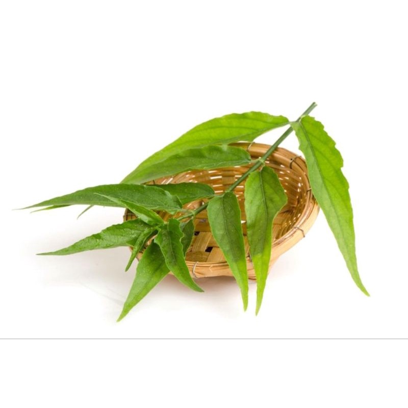 

Promo 250 gram daun belalai gajah fresh & organic