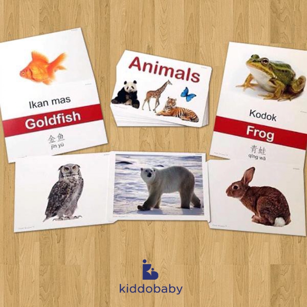 Flashcards Animal