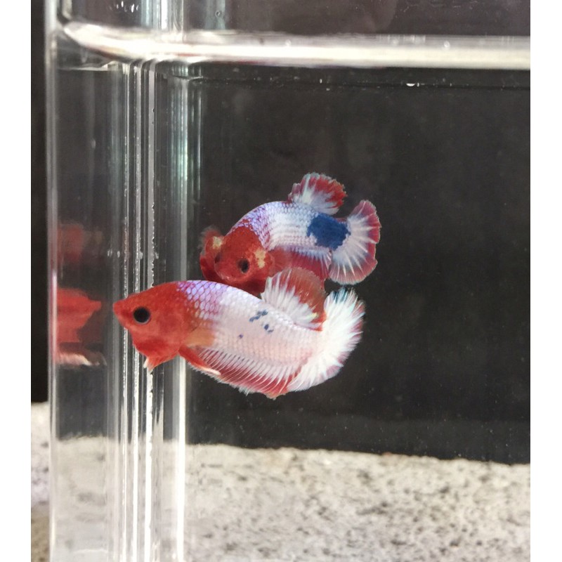 Cupang White Scale Orange Head (PREMIUM QUALITY)