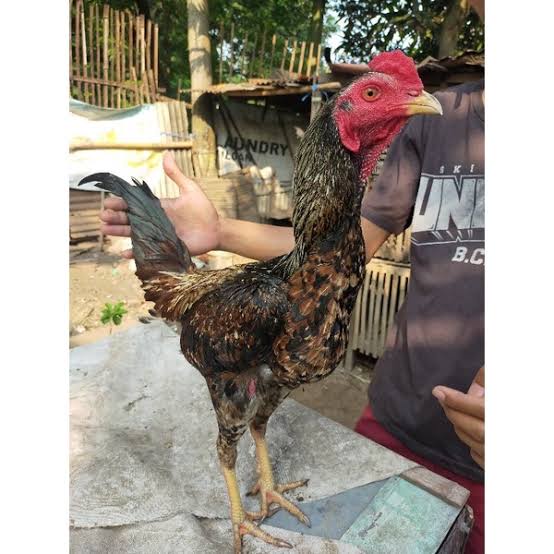 

TELUR AYAM BANGKOK BULBI FULL BRAKOT FERTIL ASLI UNTUK TERNAK