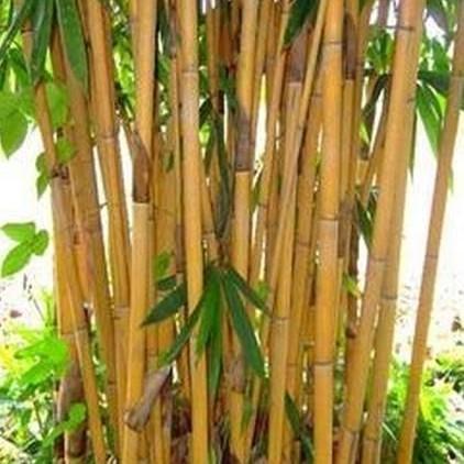 Tongkat | Tongkat Bambu Kuning Kekinian Terlaris