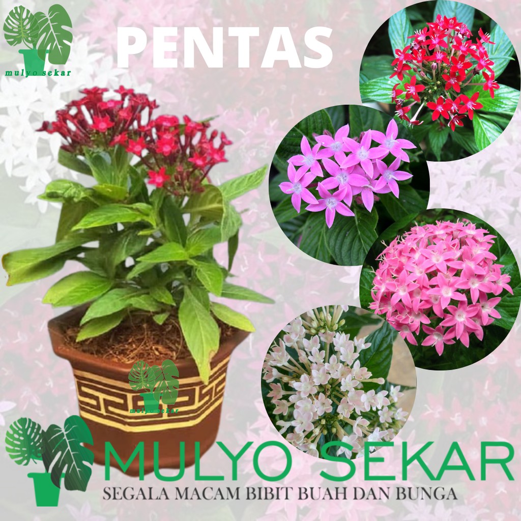 Tanaman hias Verena merah / bunga Pentas