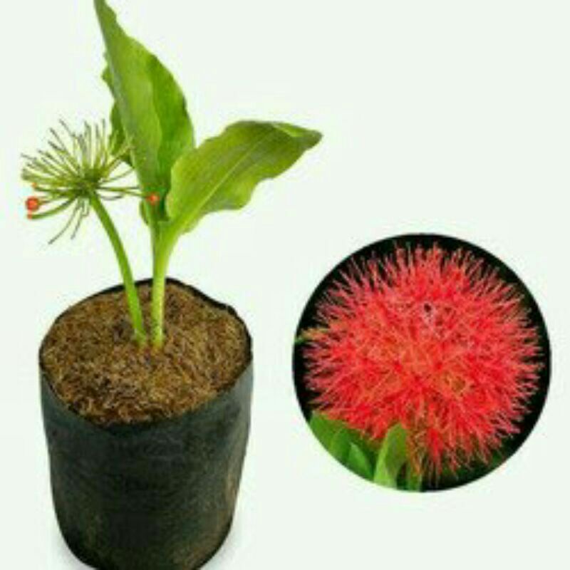 BUNGA DESEMBER RIMBUN/BUNGA DESEMBER DEWASA/SCADOXUS MULTIFLORUS/DESEMBER FLOWER/MURAH BUNGA DESEMBE