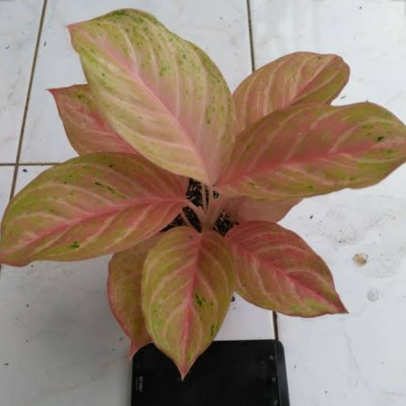bonggolan aglonema bidadari