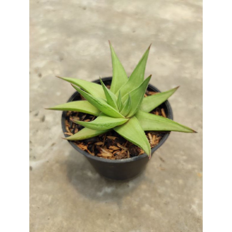 Sukulen Haworthia Limifolia Ubomboensia
