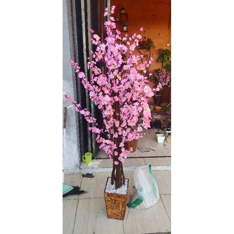 

sakura 1½