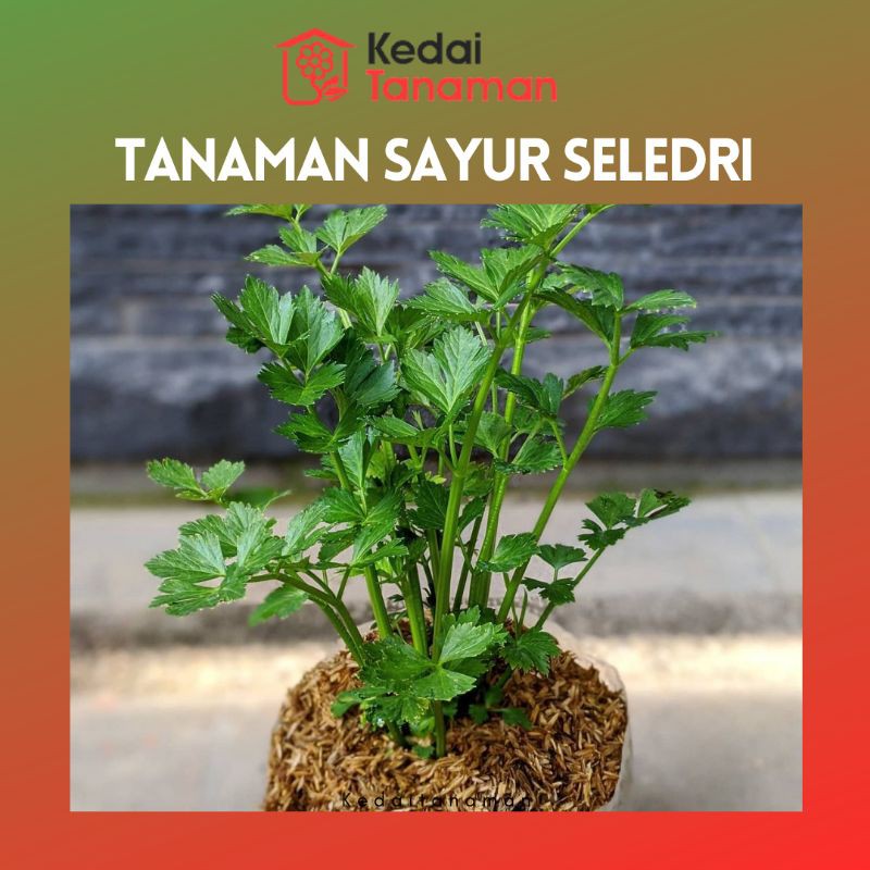 Tanaman Hidup Sayur Seledri - Bibit Tanaman Polybag Daun Seledri - Daun Celery