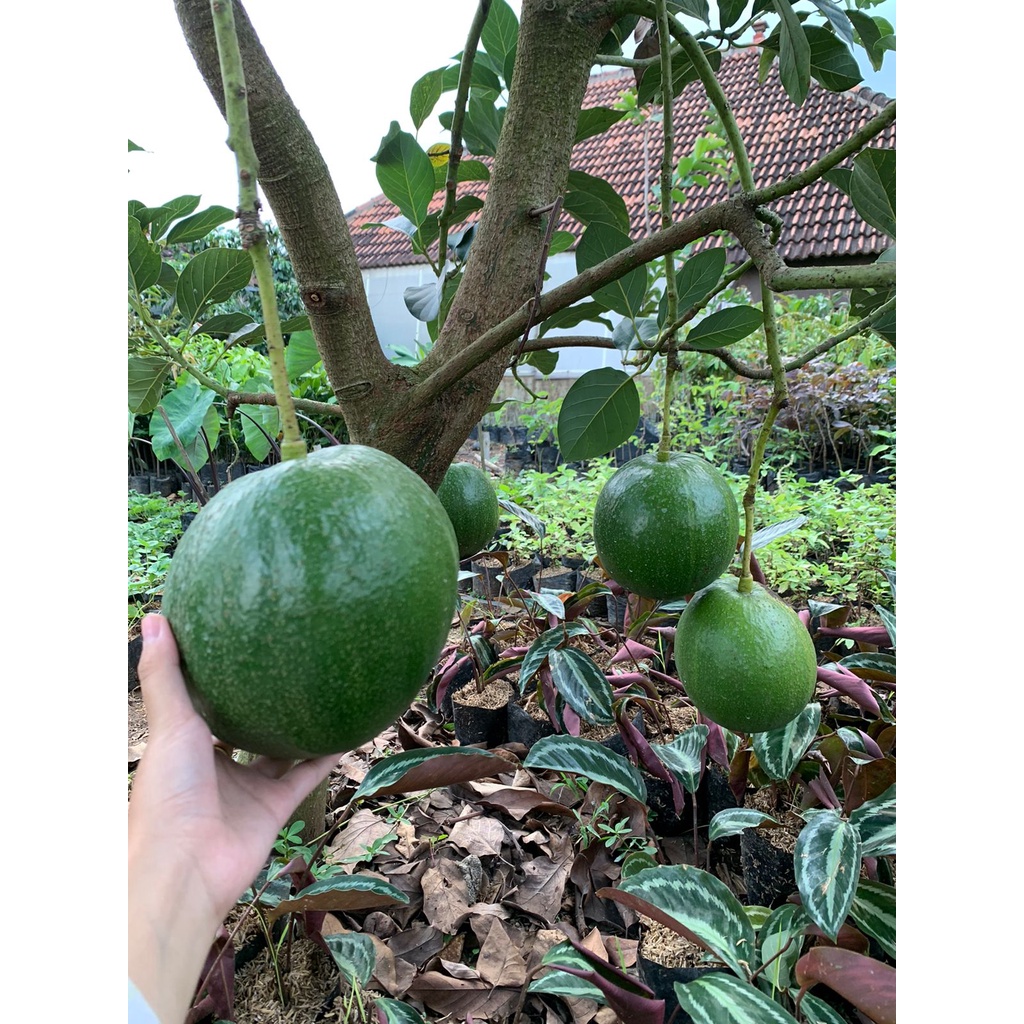 Buah Alpukat Markus Super Jumbo Fresh dari Kebun Berat 1,5-2kg (Limited Stok)