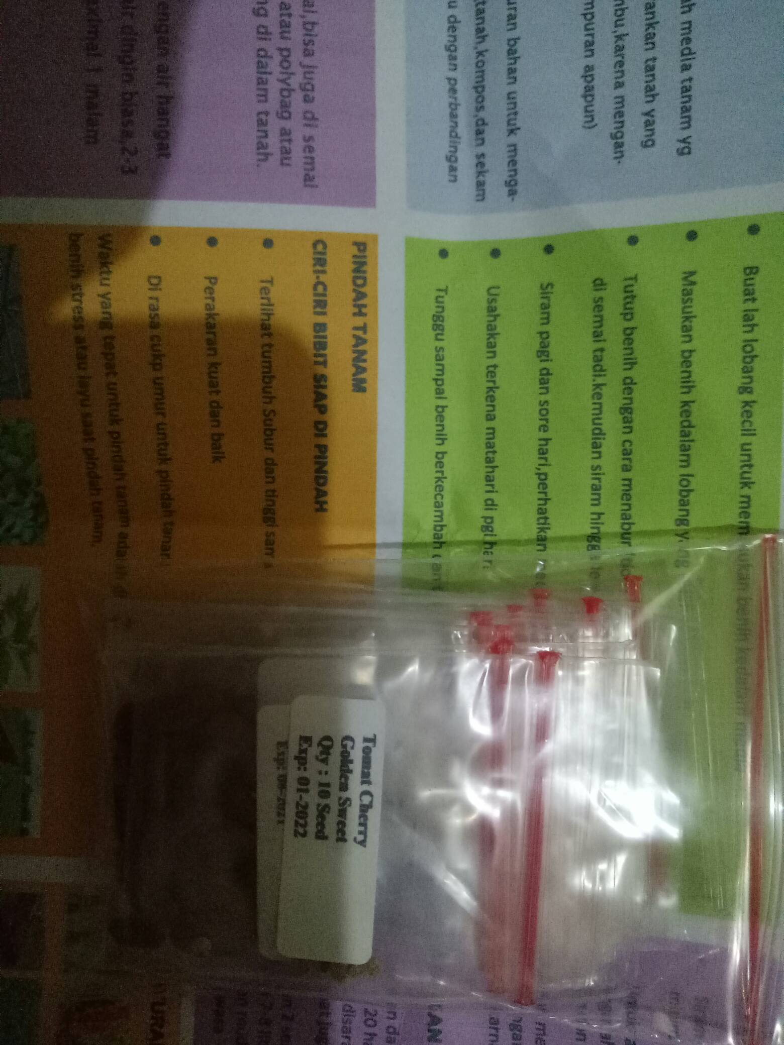 500 Biji - Benih Seledri Tall Utah Celery Tall Utah Seledri Batang Besar Seledri Stik