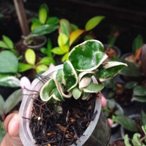 Hoya Compacta Variegata