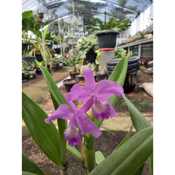 BUNGA HIAS ANGGREK CATTLEYA PORTIA / CATTLEYA BLUE BONNET KONDISI DEWASA