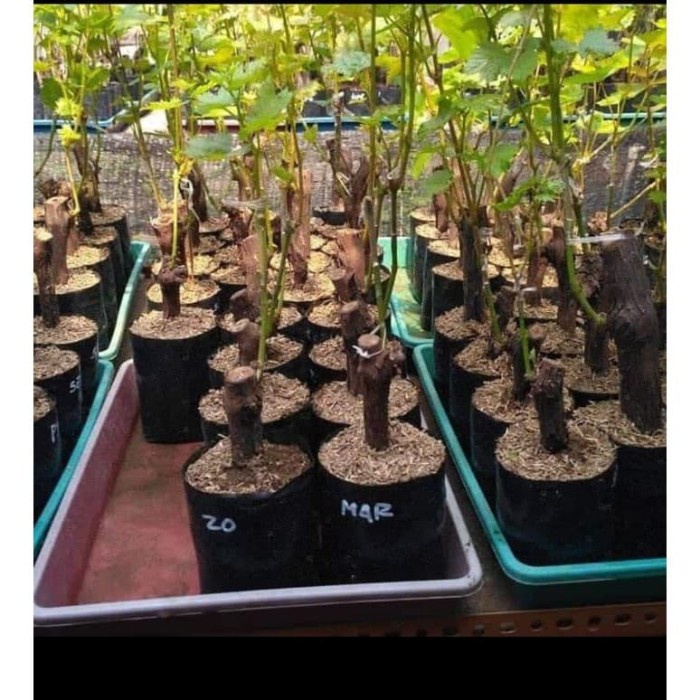 Bibit anggur import original Grafting Siap Berbuah