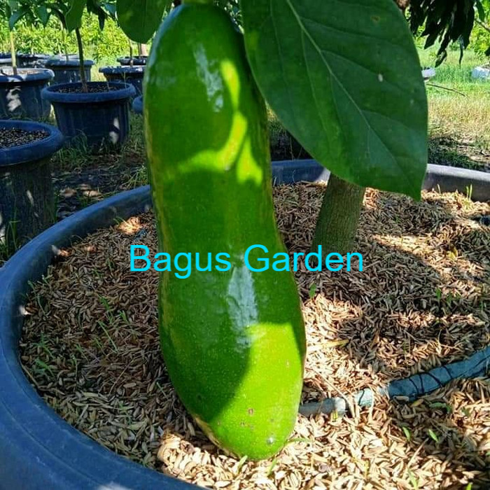 bibit alpukat kelud super