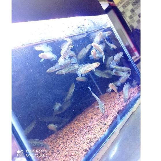 Harga Irit STEWARTI KARBIALONG