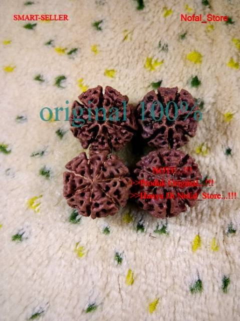 Rudraksha Jenitri Besar Genitri Jumbo