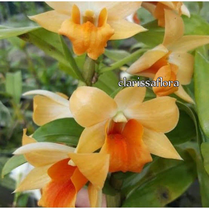 SEEDLING ANGGREK DENDROBIUM FROSTY ORANGE