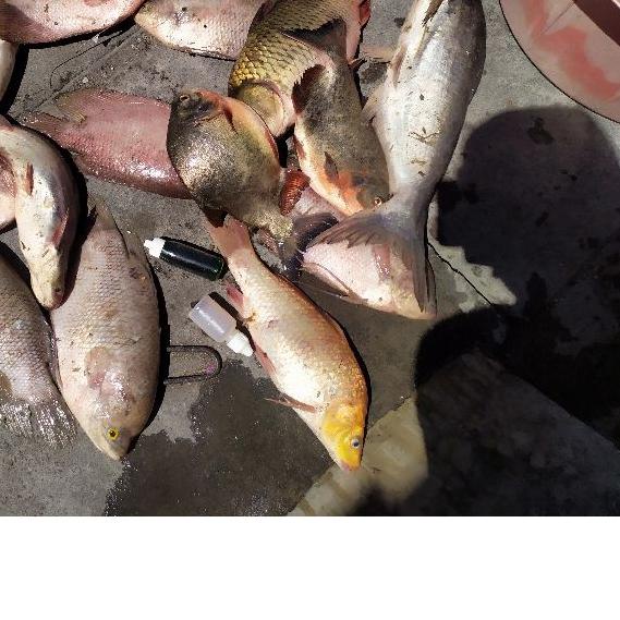 ✸ ESSEN OPLOSAN IKAN MAS DAN PATIN / GURAMI..HARIAN/ GALATAMA / GALAPUNG SADE BUTO IJO ♞