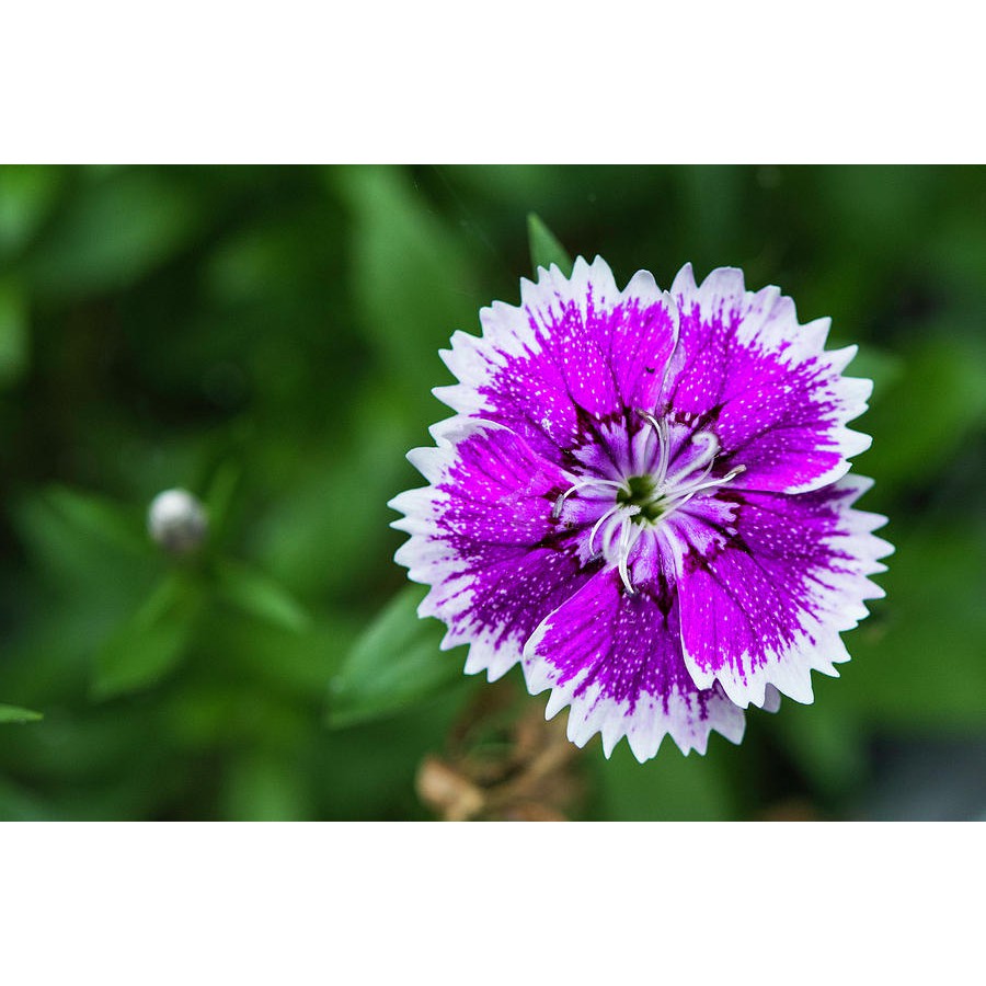 Tanaman Hidup Bunga Hias Dianthus / Anyelir (Berbunga) - Tanaman Hias Bunga Dianthus - Bibit Tanaman Hias Bunga Anyelir