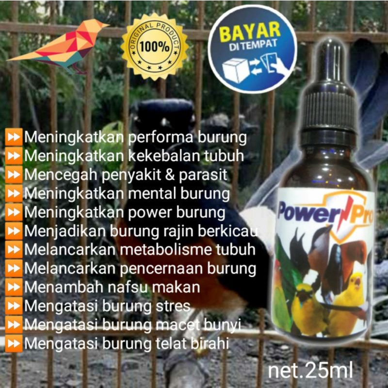 Multivitamin murai batu Perawatan burung Suplemen burung murai Penggacor burung murai Doping murai b